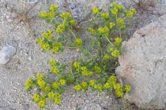 Lepidium flavum
