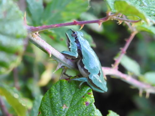 Iberian Tree Frog, La Coruña, España, photo 10 of 10