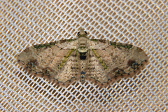 Chloroclystis sphragitis