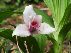 Lycaste virginalis