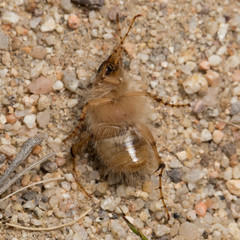 Phobetus mojavus