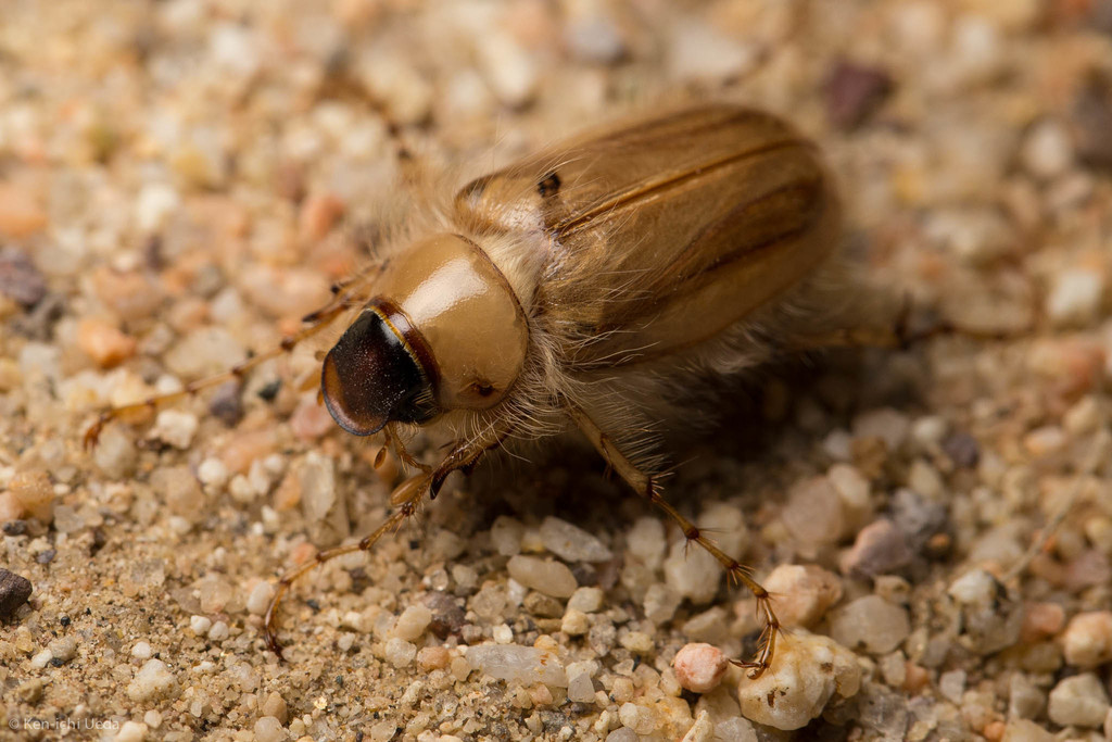 Phobetus mojavus