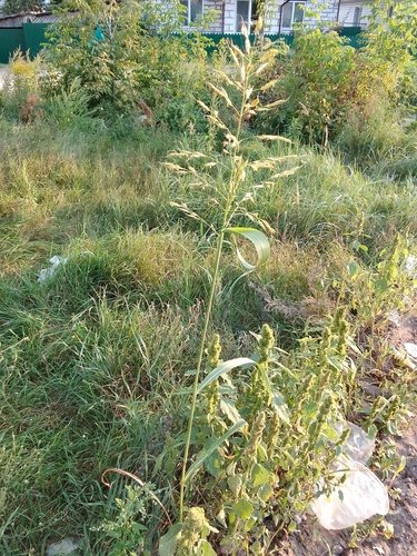 Sorghum × drummondii iNat (2)