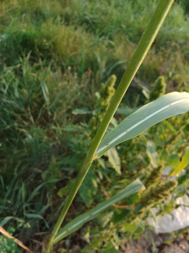 Sorghum bicolor