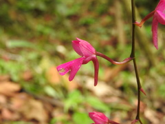 Comparettia falcata