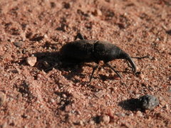 Cactophagus spinolae validus