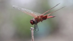 Tramea stenoloba