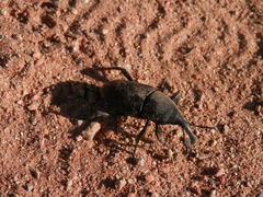 Cactophagus spinolae validus