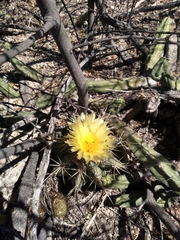 Astrophytum ornatum