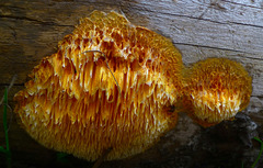 Pycnoporellus alboluteus image