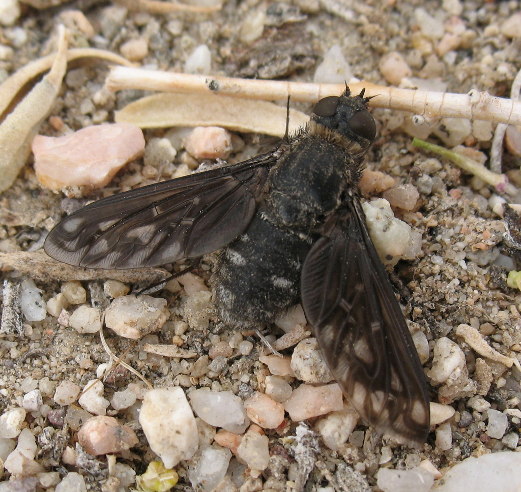 Thyridanthrax melanopterus
