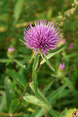 Cirsium vlassovianum