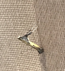 Caloptilia azaleella