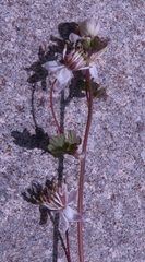 Thalictrum sparsiflorum richardsonii