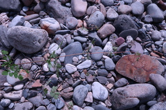 Thalictrum sparsiflorum richardsonii