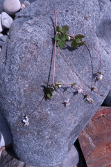 Thalictrum sparsiflorum richardsonii