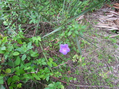 Ipomoea indica image