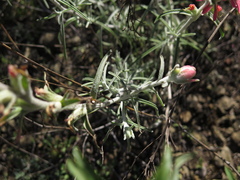 Castilleja lanata