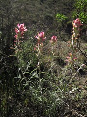 Castilleja lanata
