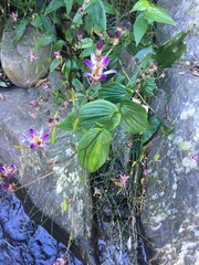 Tricyrtis lasiocarpa
