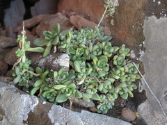 Sedum glabrum