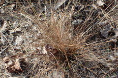 Rhynchospora pusilla