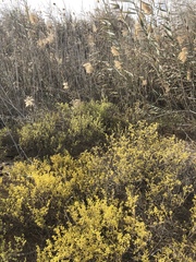 Phragmites australis