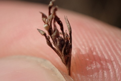 Rhynchospora pusilla