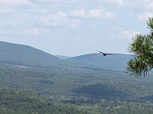 Turkey Vulture photographed in West Virginia