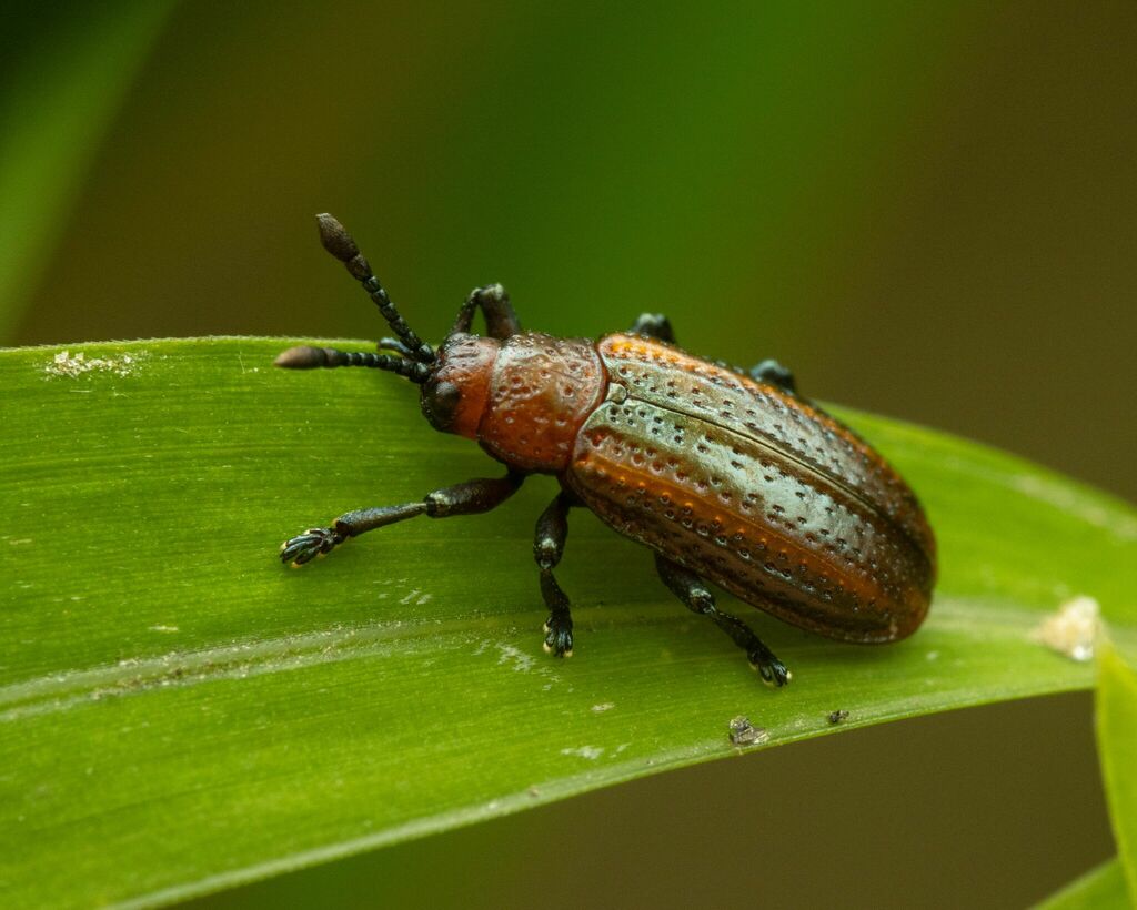 Goldenrod Leaf Miner Beetle