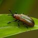 Goldenrod Leaf Miner Beetle - Photo (c) Zachary Dankowicz, some rights reserved (CC BY-NC), uploaded by Zachary Dankowicz