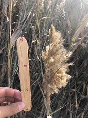Phragmites australis