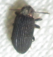 Paragonocnemis rufus