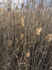 Phragmites australis