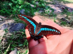 Graphium sarpedon connectens