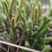 Selaginella corallina - Photo (c) Andy Newman, some rights reserved (CC BY-NC), uploaded by Andy Newman
