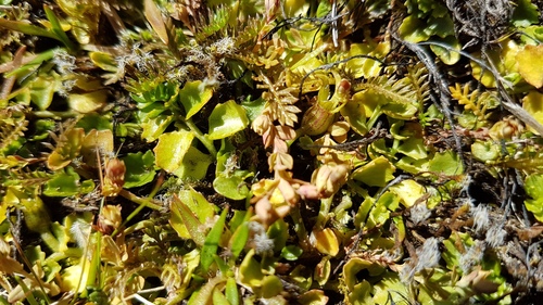 Hypericum rubicundulum (Hypericum rubicundulum)