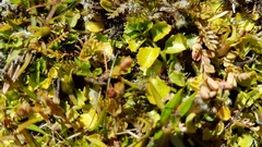 Hypericum rubicundulum