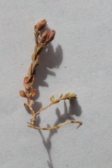 Hypericum rubicundulum