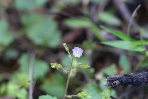 Veronica plebeia