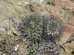 Thelocactus rinconensis
