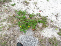 Helianthus debilis image