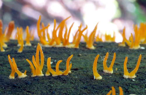 Mažasis Tampriagrybis nuotrauka