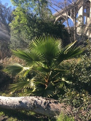 Trachycarpus fortunei