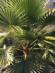 Trachycarpus fortunei