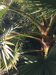 Trachycarpus fortunei