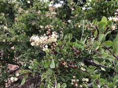 Stegnosperma halimifolium