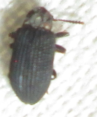 Paragonocnemis rufus