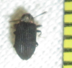 Paragonocnemis rufus