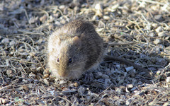 Sigmodon arizonae